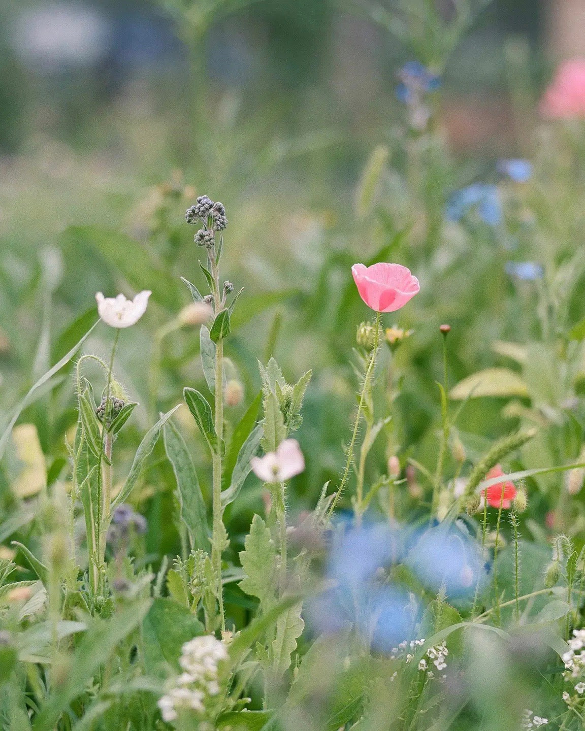 wildflower seed farms Wildflower Seed Blend
